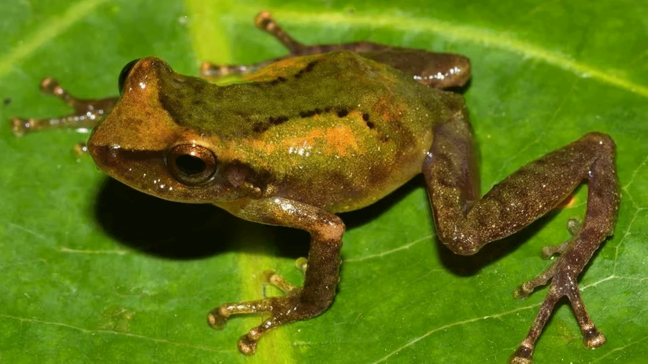 Hallazgo histórico en Perú: descubren nueva especie de rana en los Andes amazónicos
