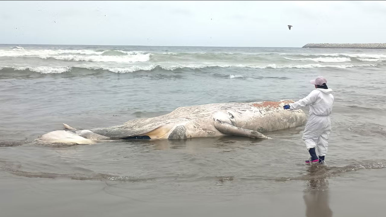 Hallan dos ballenas jorobadas varadas en playas de Lima y Huaral