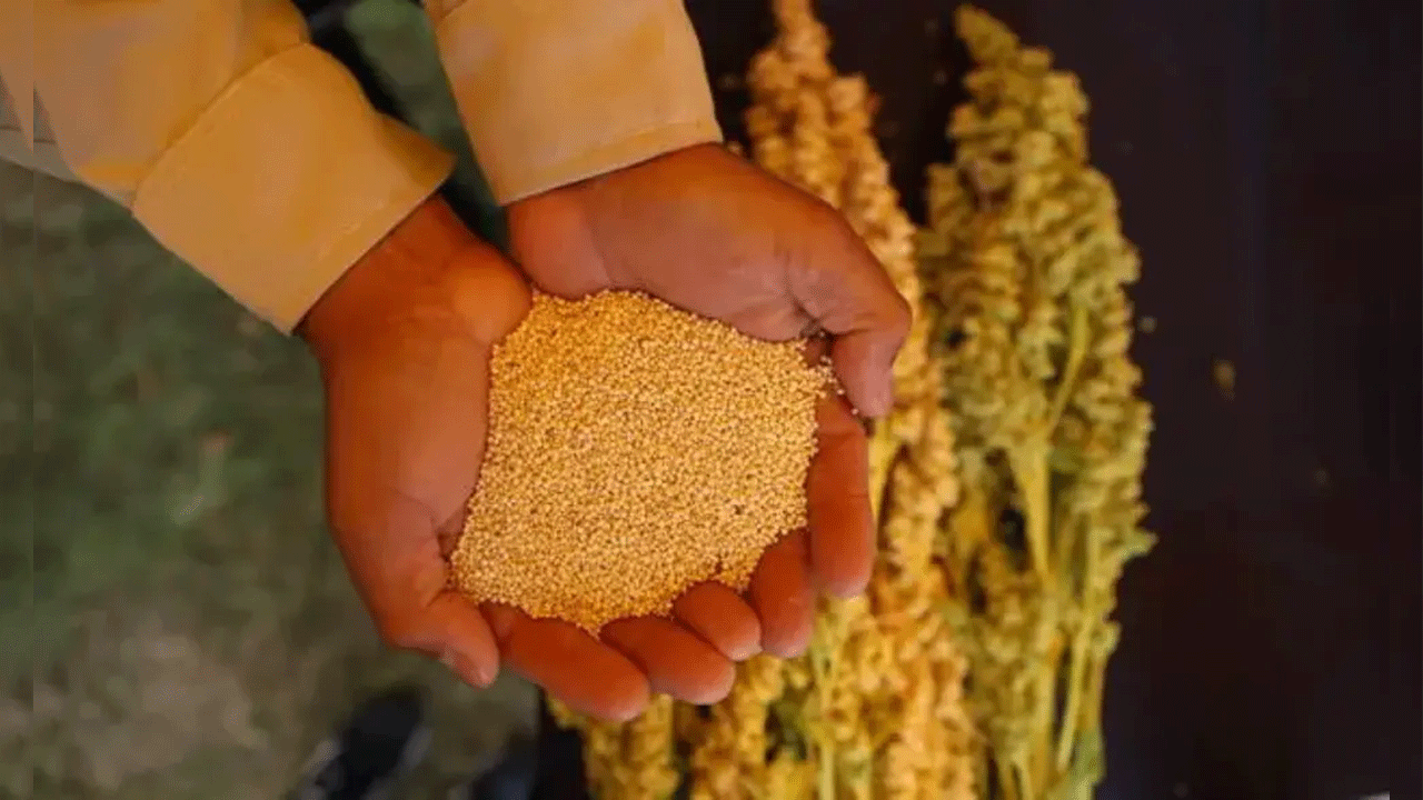 Quinua peruana lidera exportaciones sin protección de origen