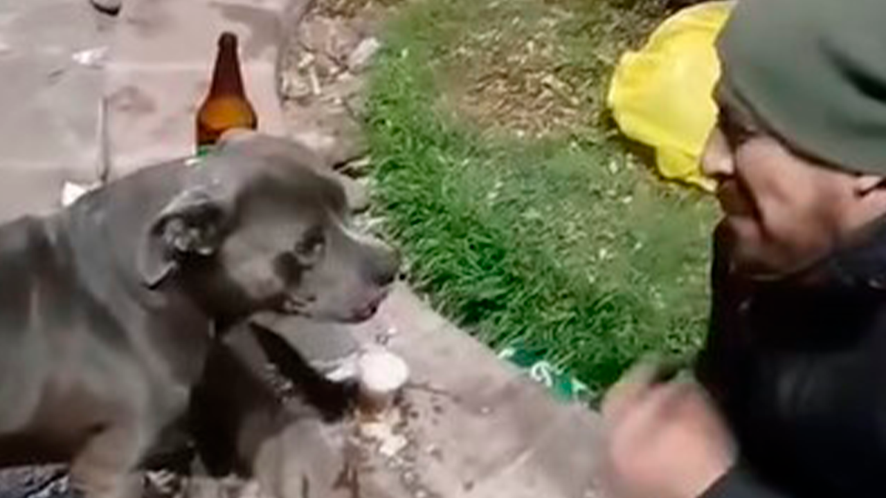 Indignación en Cusco: denuncian presunto maltrato animal tras video de perro bebiendo cerveza en Paucartambo