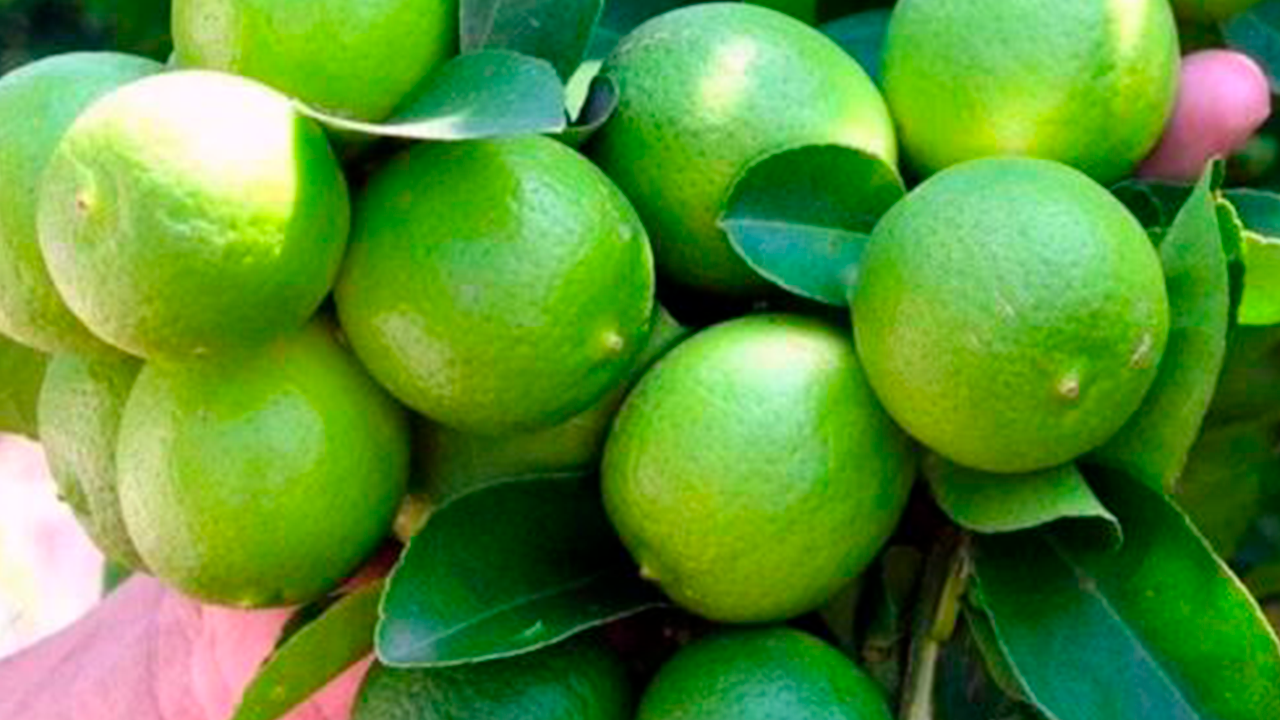 Precio del limón se duplica en Arequipa y llega a S/ 5.50 por kilo