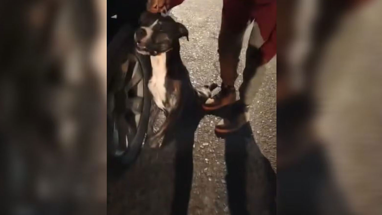 Animalistas anuncian protesta por maltrato que generó la muerte de 