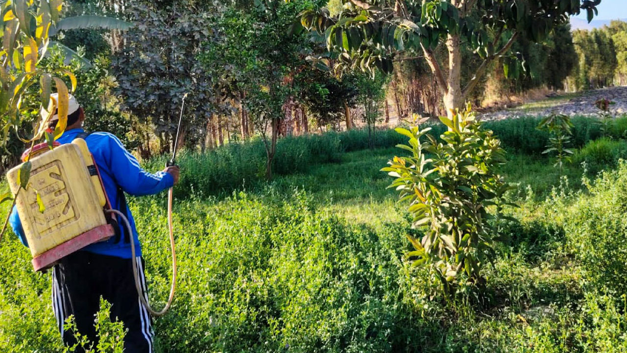 Intensifican control de mosca de la fruta en el valle de Majes