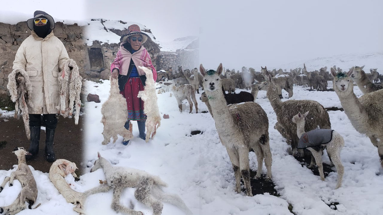 Emergencia climática amenaza a ganado y población de Jachaña