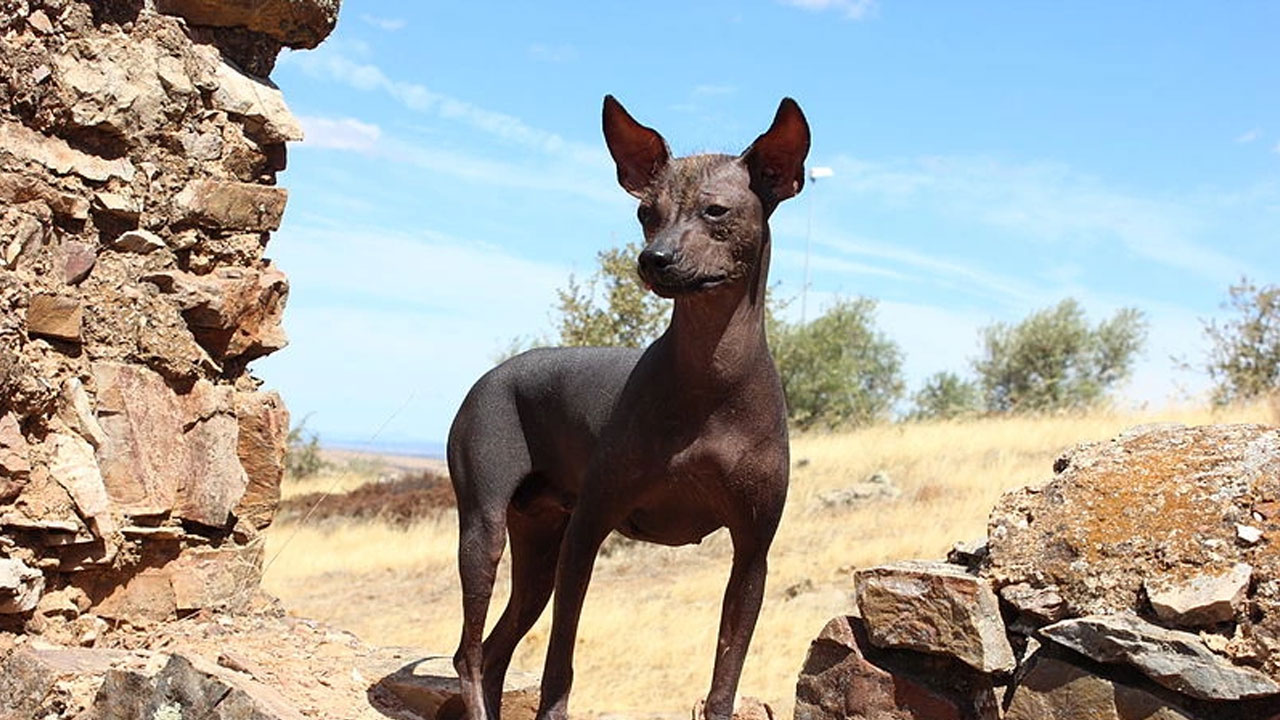 Día Mundial del Perro: el viringo peruano, un símbolo milenario que conquista al mundo