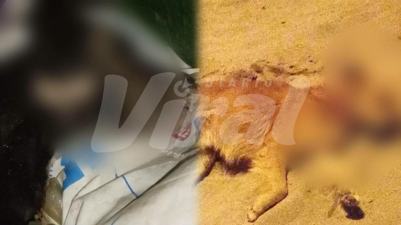 Denuncian envenenamiento de perros en Ciudad Majes
