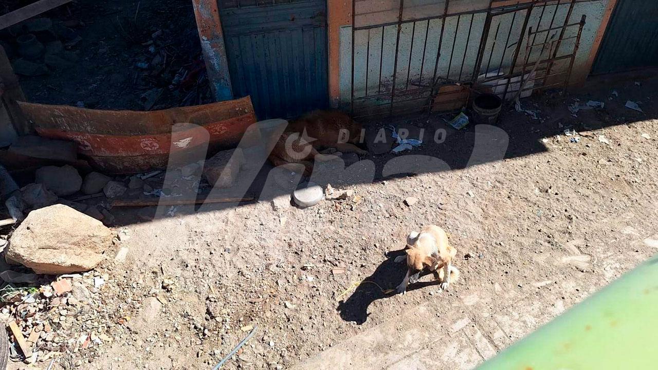 Al menos 10 canes siguen en situación de abandono en vivienda de Mariano Melgar