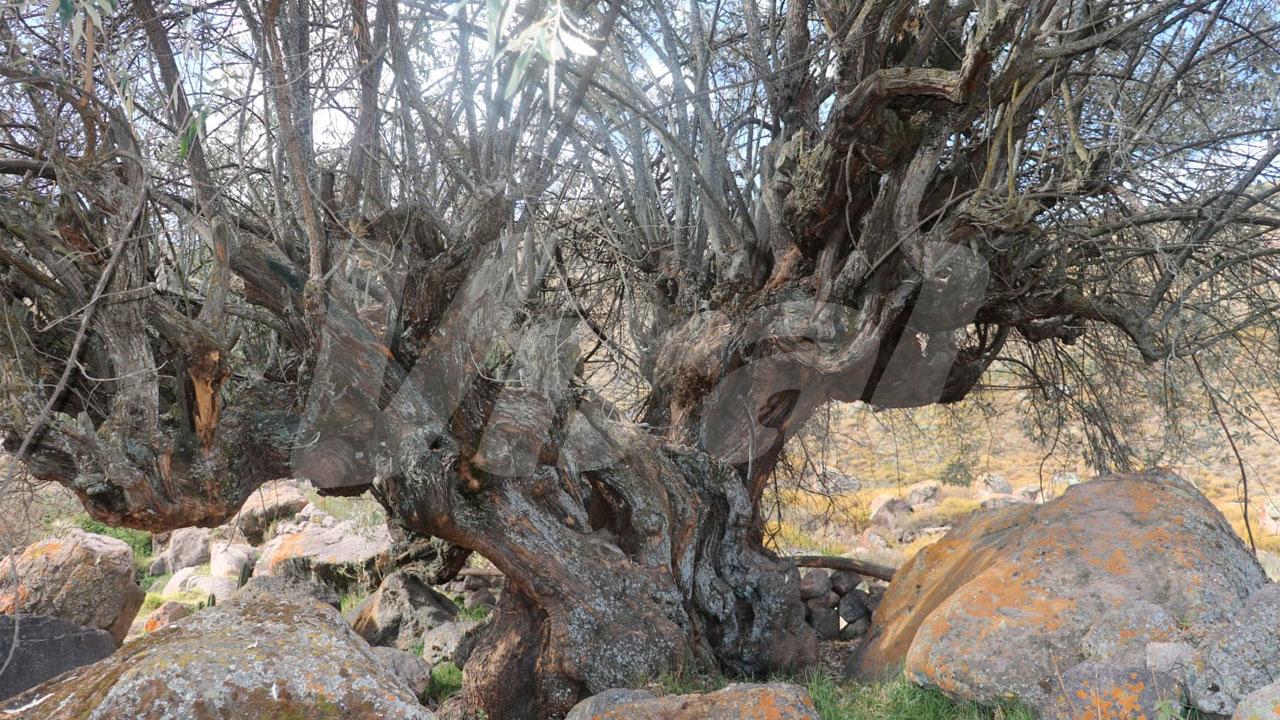 Cuatro árboles de hasta 400 años son declarados patrimonio en Condesuyos