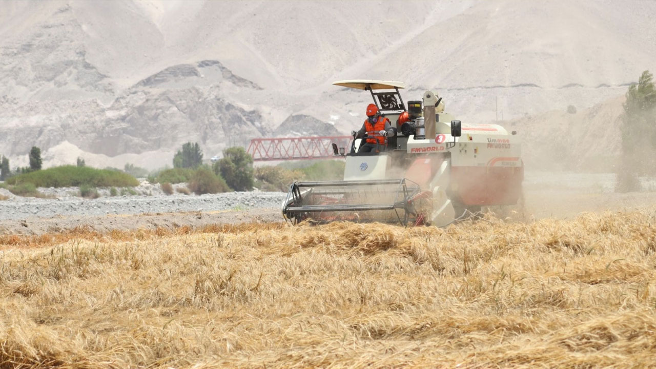 Programa triguero atiende a más de 250 agricultores