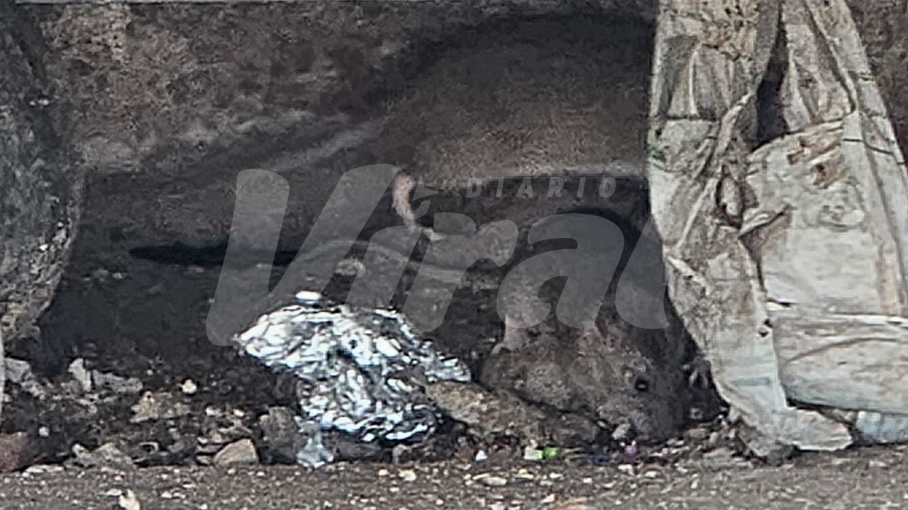 Cayma: más de 35 familias alertan por plaga de roedores en calles de San Jacinto