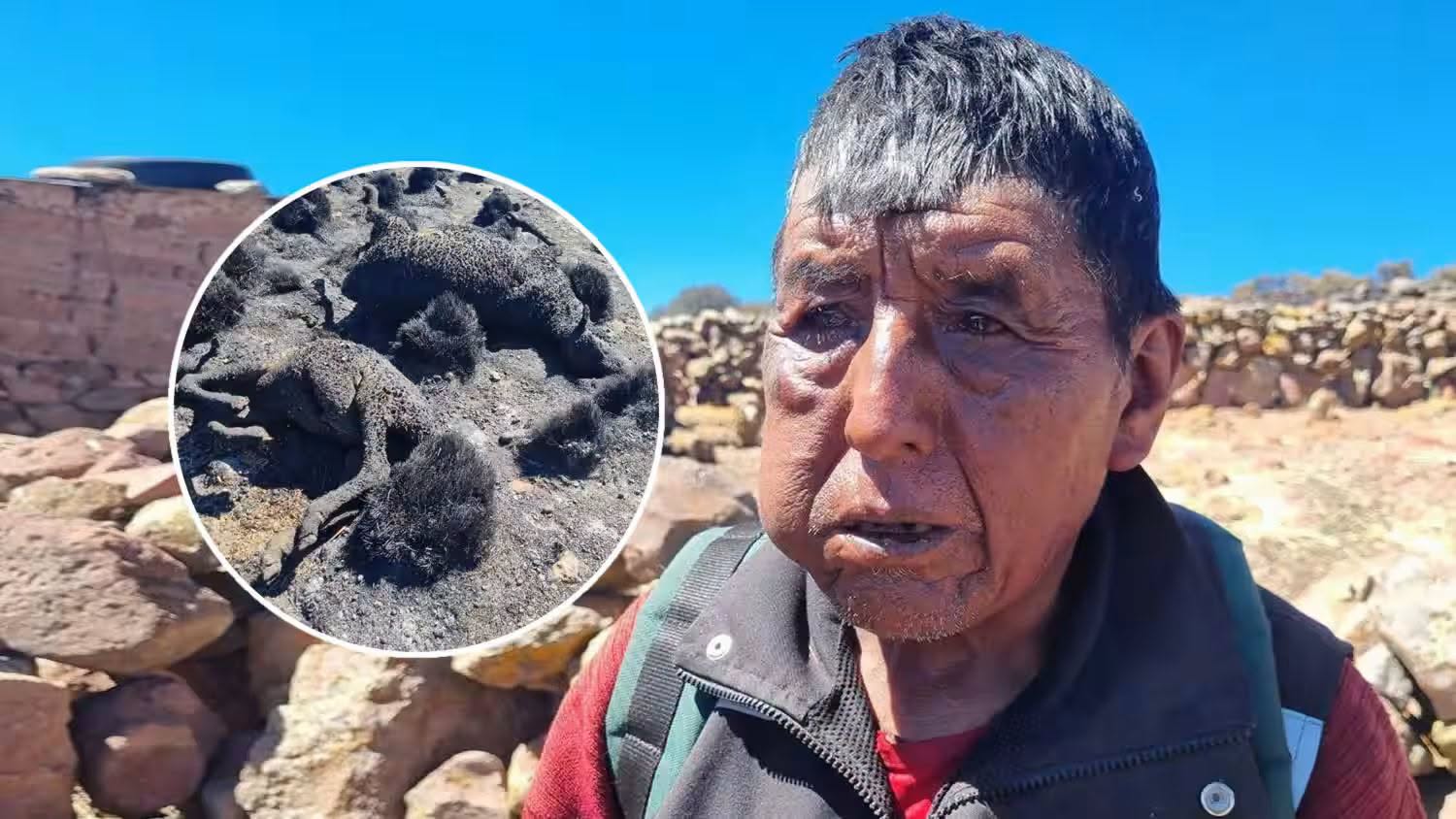 Puno: incendio forestal deja una mujer fallecida y arrasa vivienda, ganado y ahorros familiares