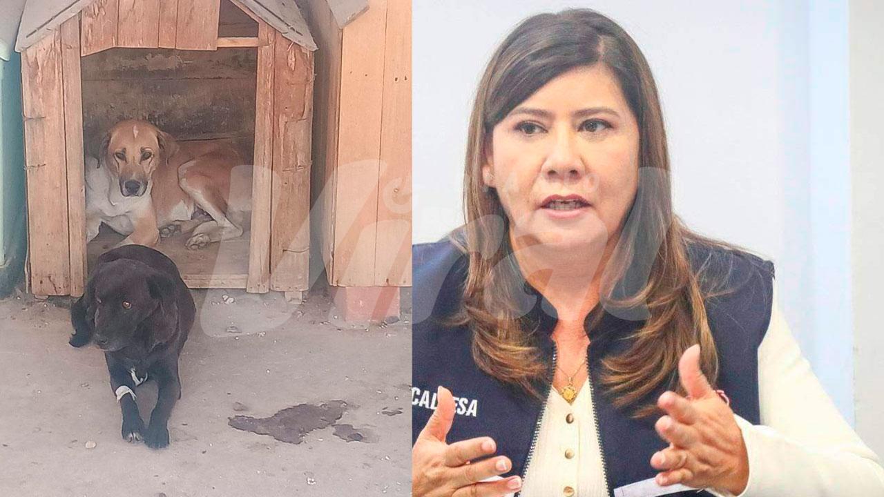 Gestión de alcaldesa Mirtha Ruelas indiferente ante bienestar de dos canes rescatadas