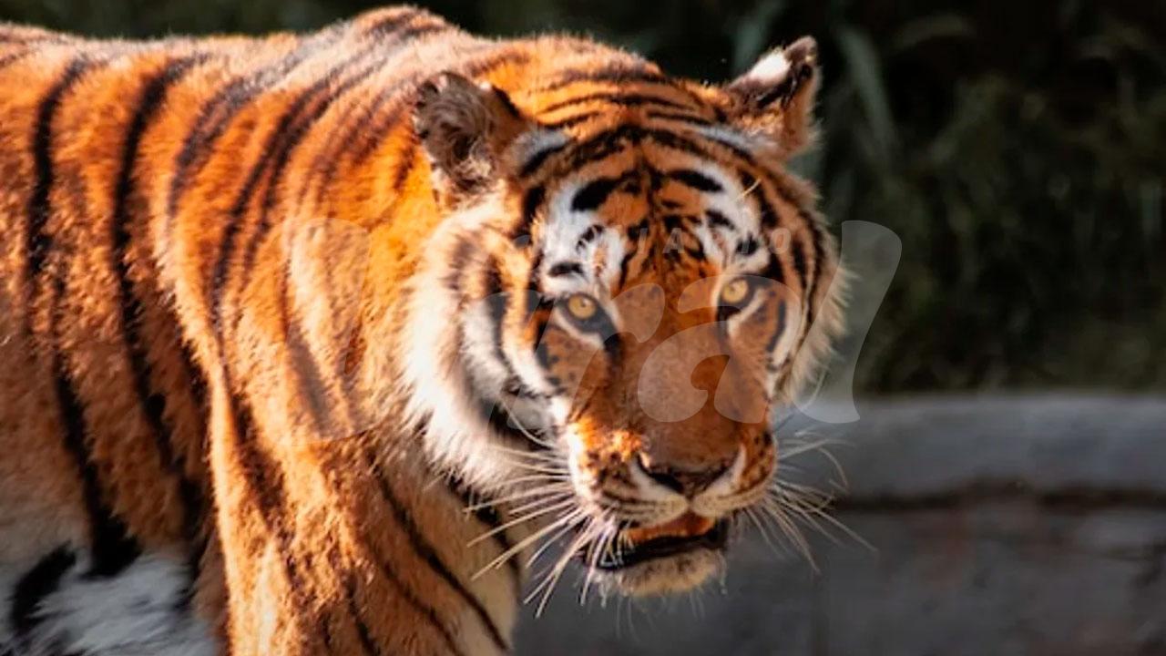 Día Mundial del Tigre busca frenar su extinción