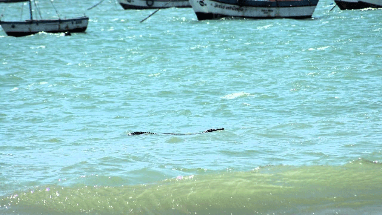 Piura: reanudan actividades turísticas en playa Los Órganos tras captura de cocodrilo