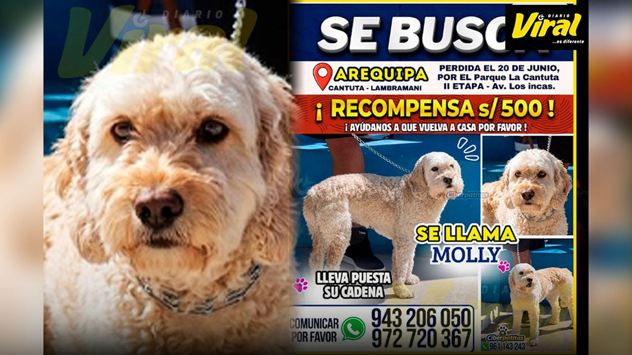 Arequipa: buscan a perrita desaparecida en La Cantuta