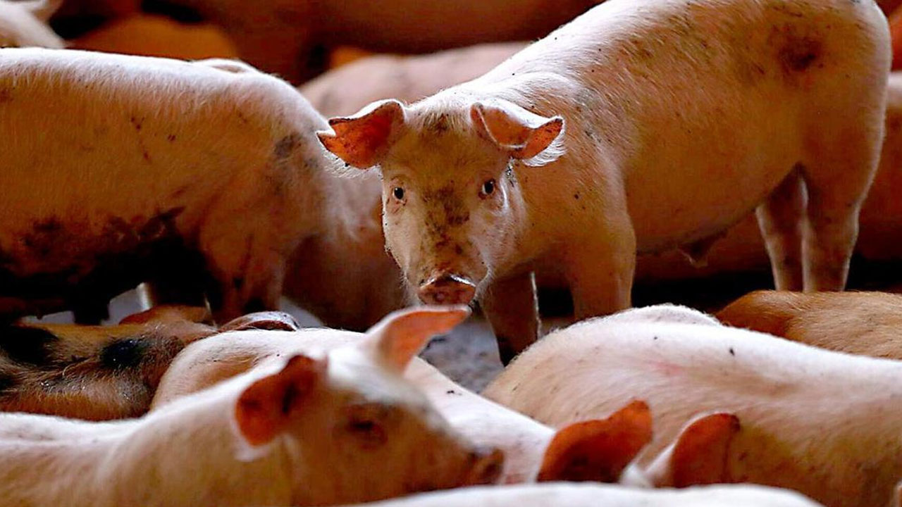 Confirman caso de gripe porcina H1N1 en Lérida y activan alerta sanitaria