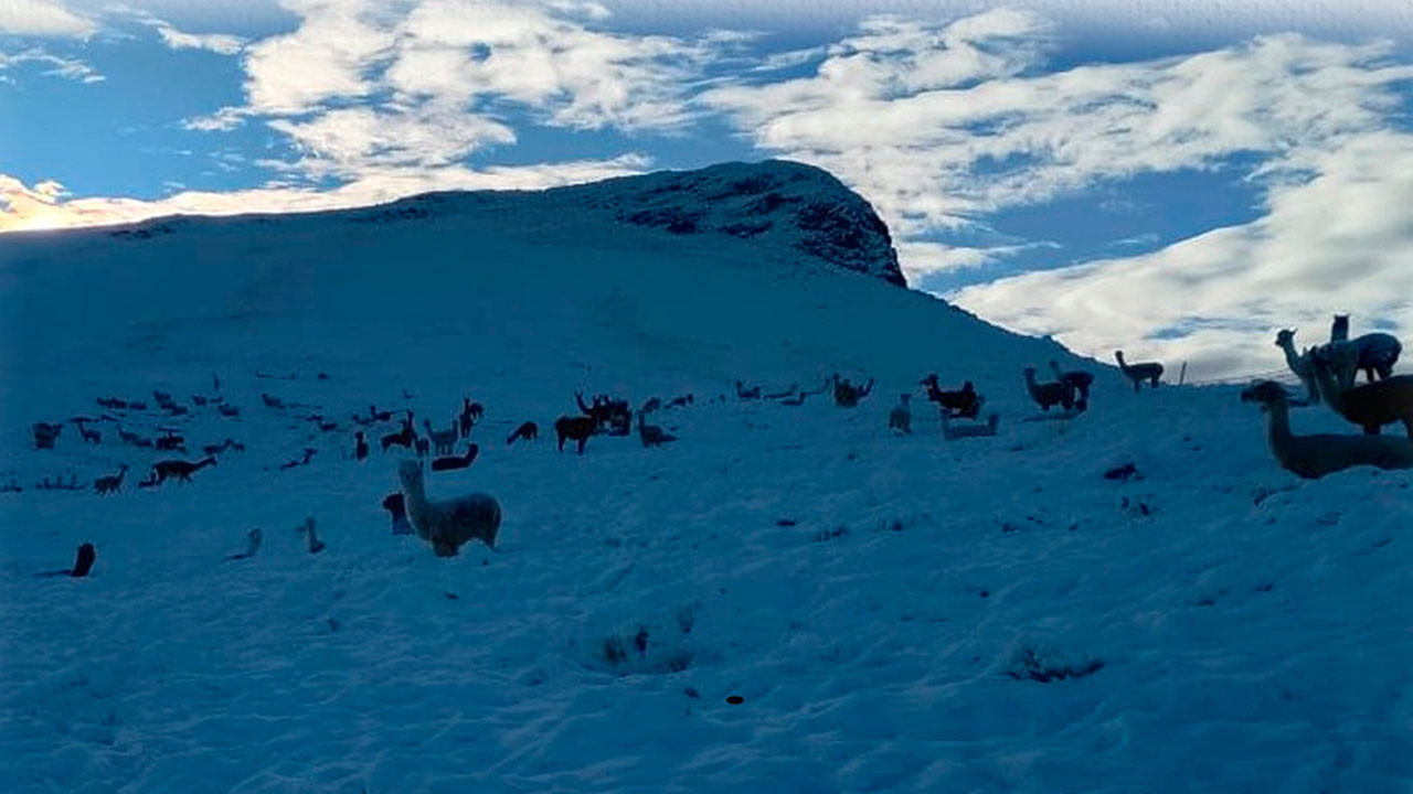 Nevadas golpean ganadería en Caylloma