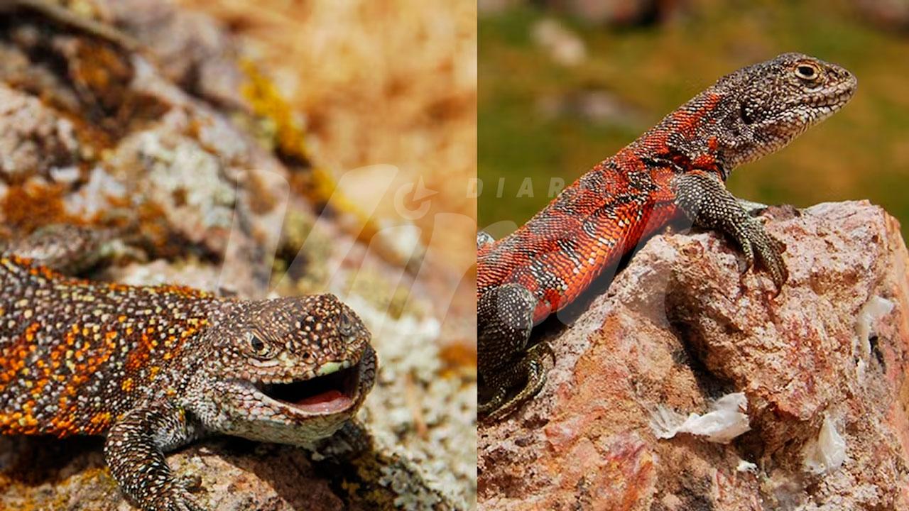 Descubren nueva especie de lagartija en Puno