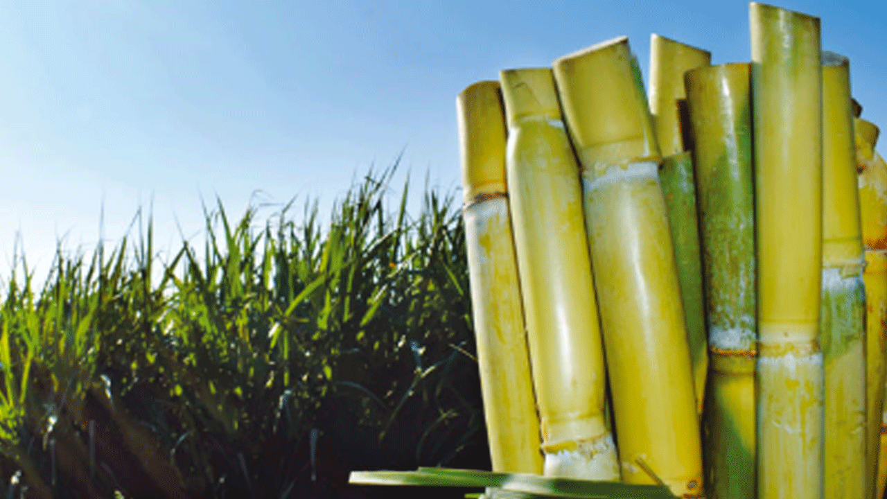 ¿Nuevo paro agrario a la vista? El desplome global de la caña de azúcar pone en jaque a productores peruanos