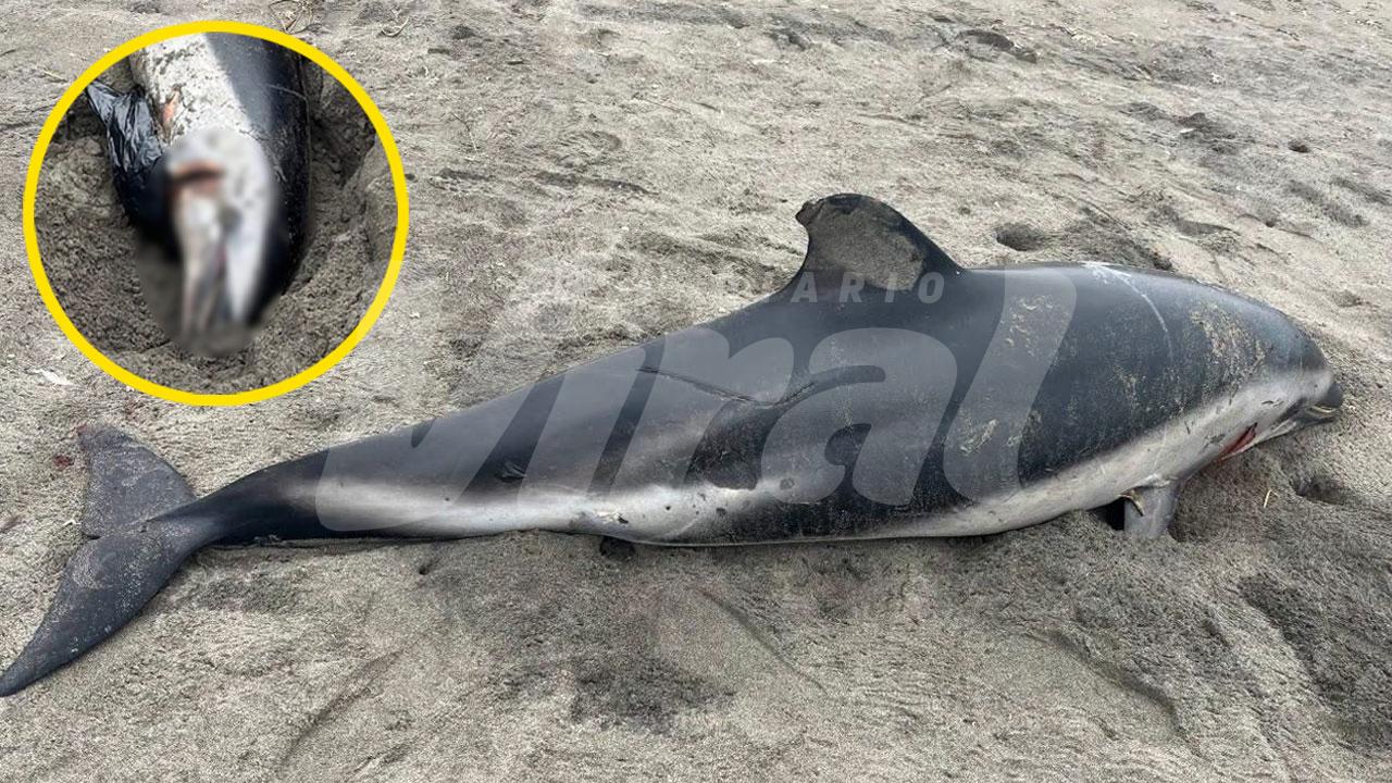 Islay: hallan delfín muerto con lesión en la cabeza