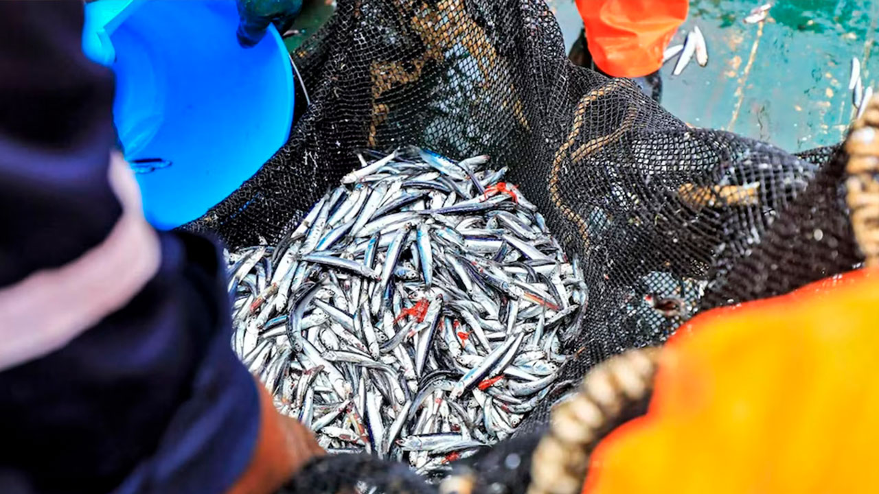 Produce suspende nuevamente la pesca de anchoveta por presencia de juveniles y avance de El Niño Costero