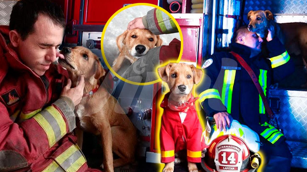 Bomberos despiden a perrito ‘Spartan’ tras 12 años de servicio en Breña