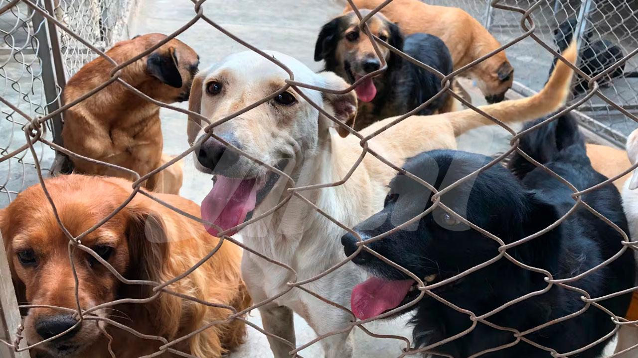 Diputados proponen hasta seis años de cárcel por maltrato animal