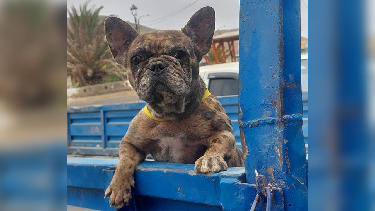 Chala: buscan a perrita perdida