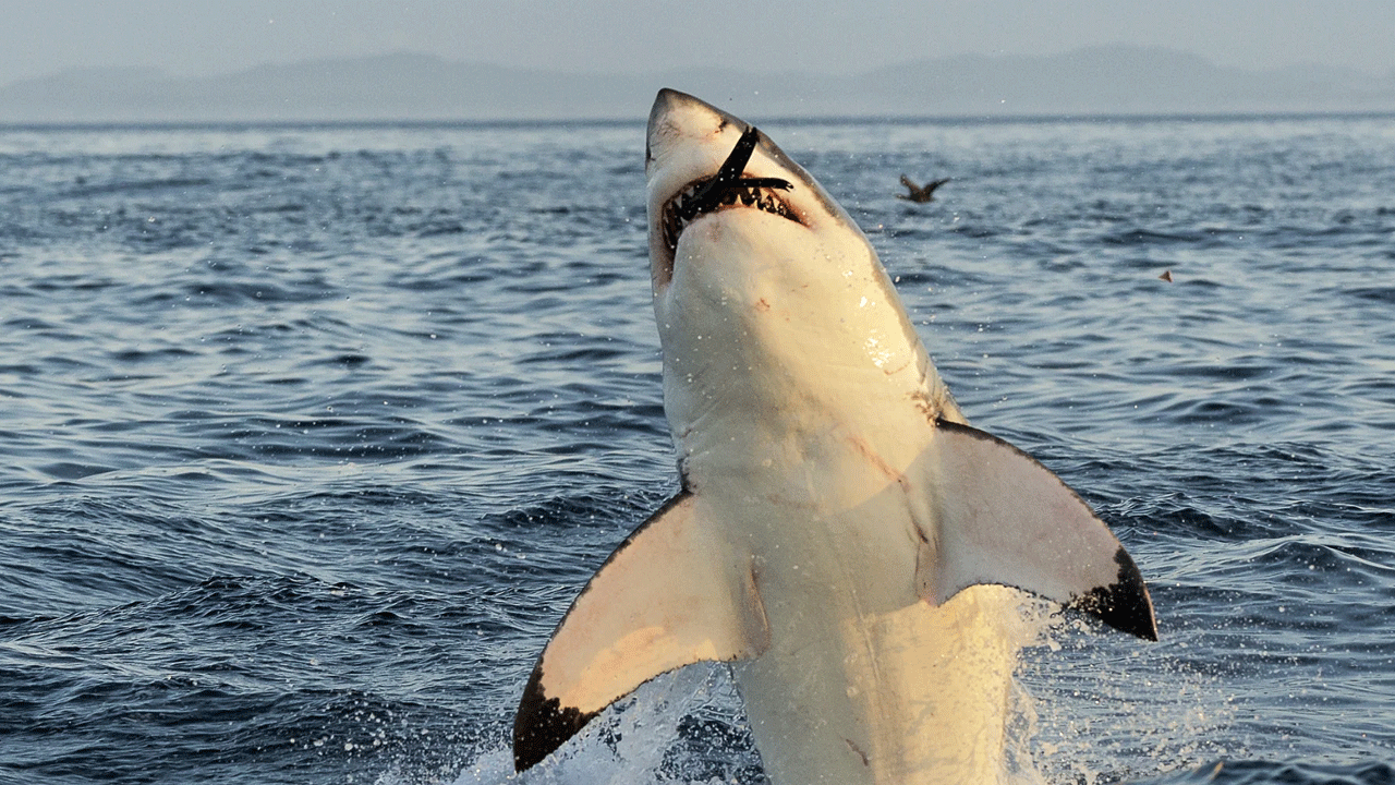 El enigmático “tiburón blanco” del Perú que sorprende a la ciencia