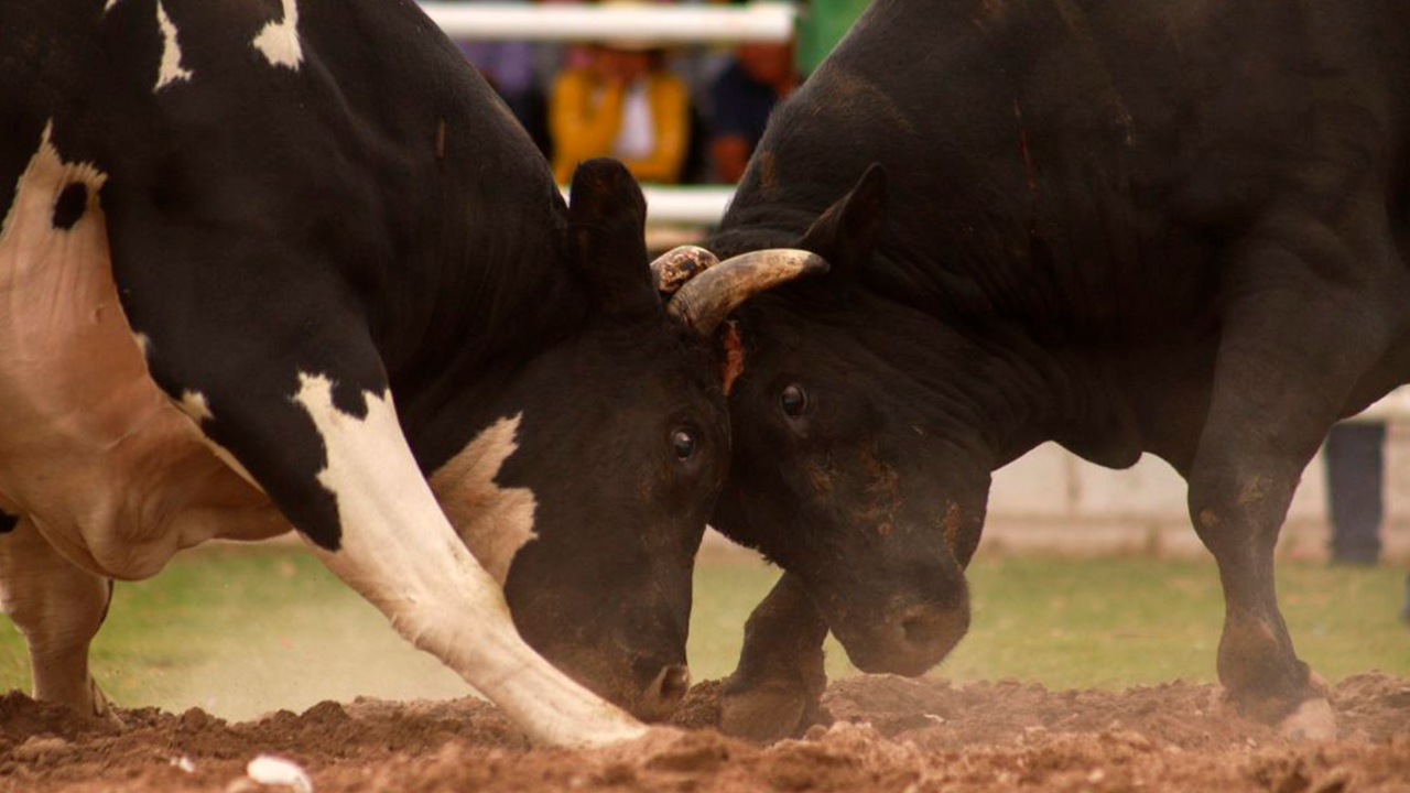 Criadores de toros de pelea en Arequipa niegan maltrato y defienden protocolos de cuidado