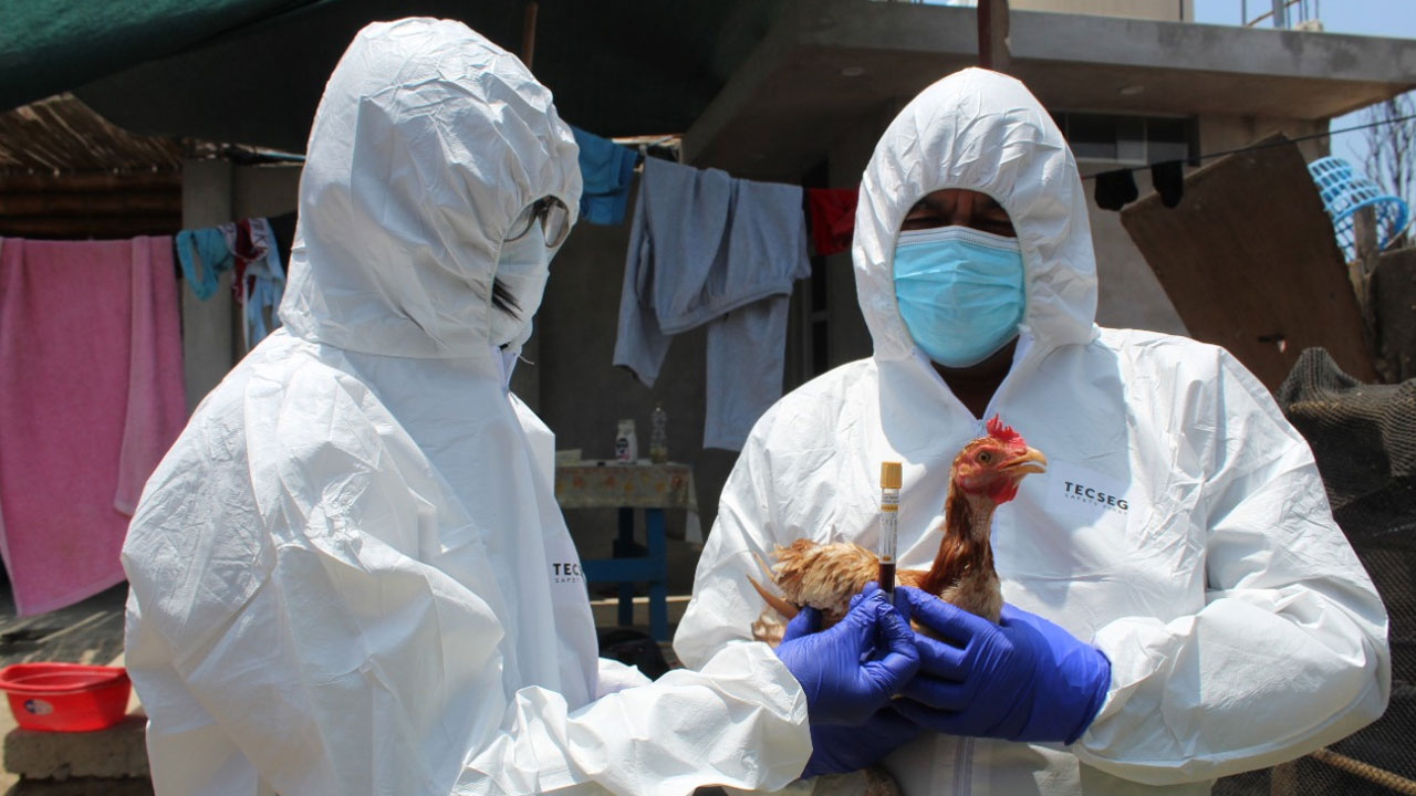 Senasa declara emergencia por influenza aviar