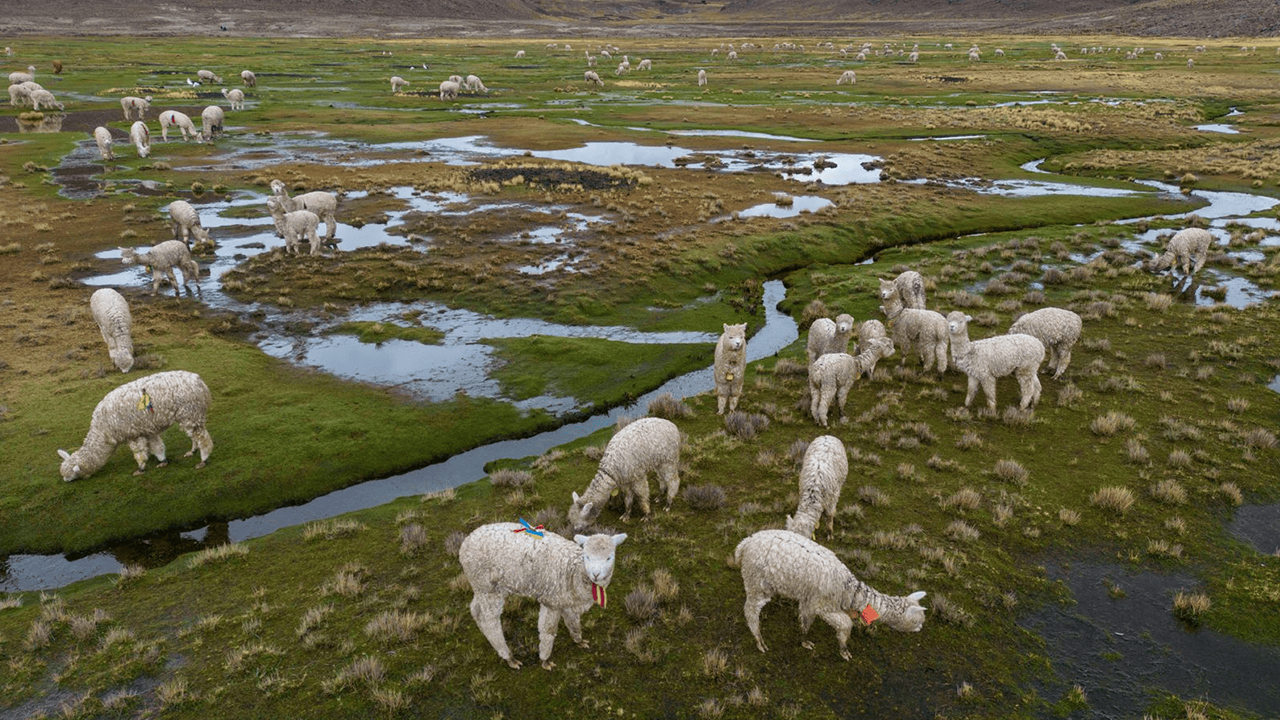 Heladas matan a 500 crías de alpacas, llamas y vacunos en San Juan de Tarucani por falta de recursos oportunos