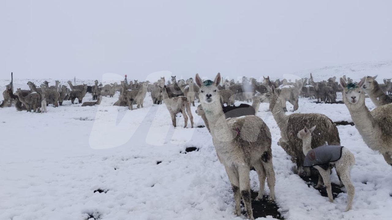 Senamhi alerta nevadas en provincias de Arequipa