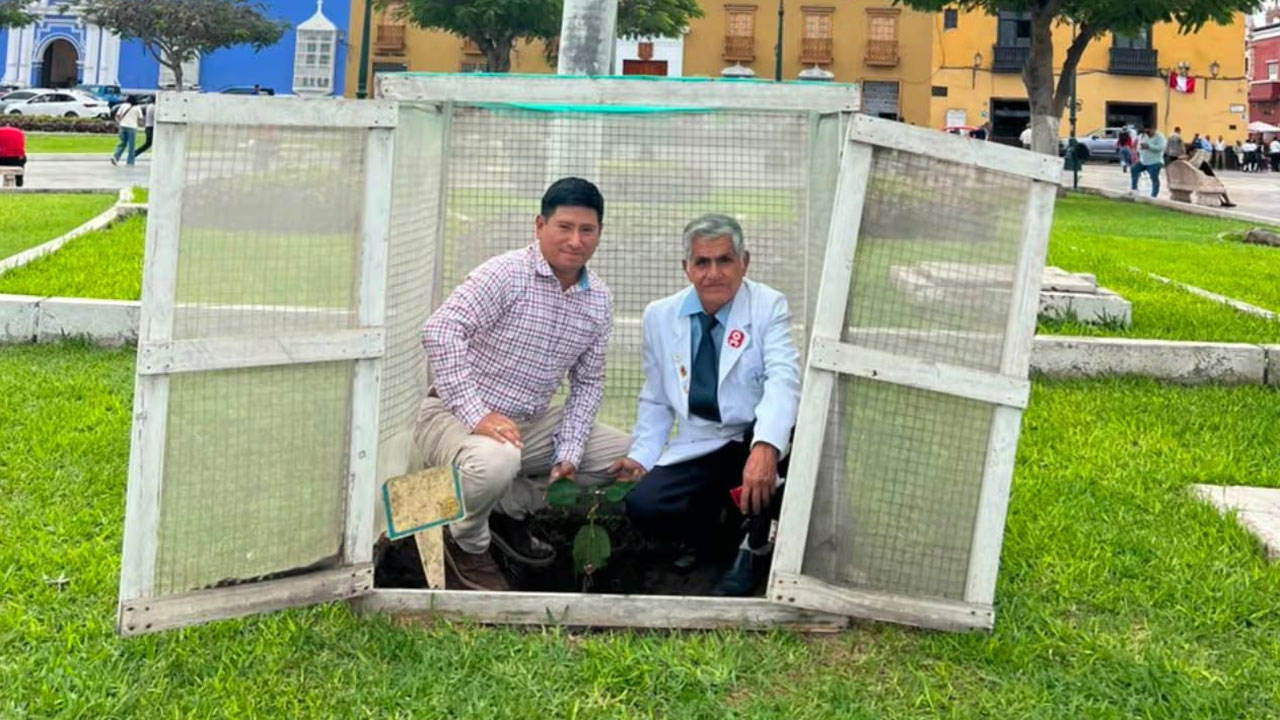 Trujillo siembra tres nuevas especies del árbol de la quina por Fiestas Patrias