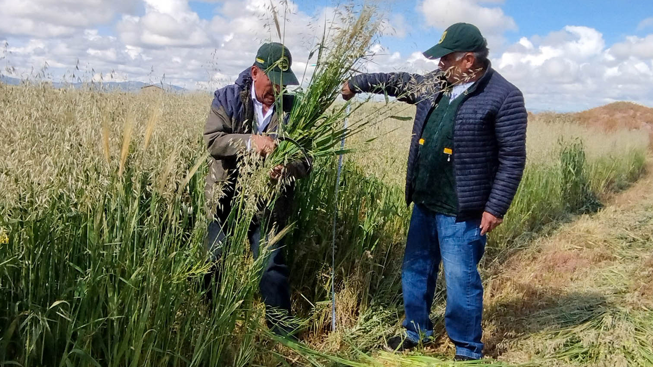 Más de 11 mil hectáreas de cultivos afectadas en Puno durante campaña agrícola 2025–2026