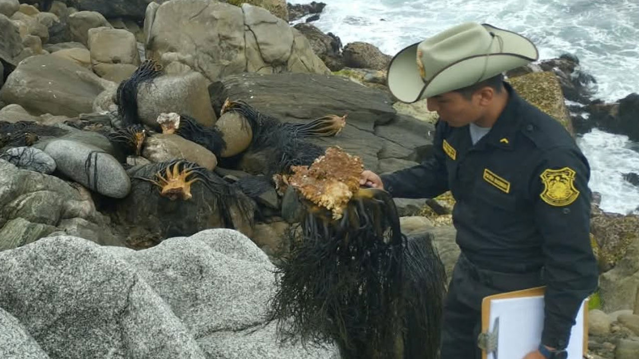 Caravelí: policías hallan 360 kilos de macroalgas extraídas ilegalmente