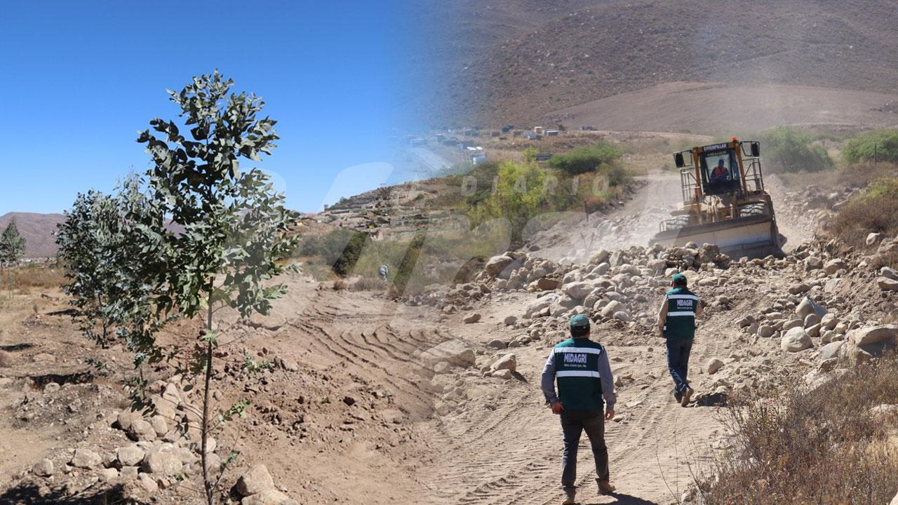 Serfor sancionará tala de centenar de árboles nativos en Quequeña