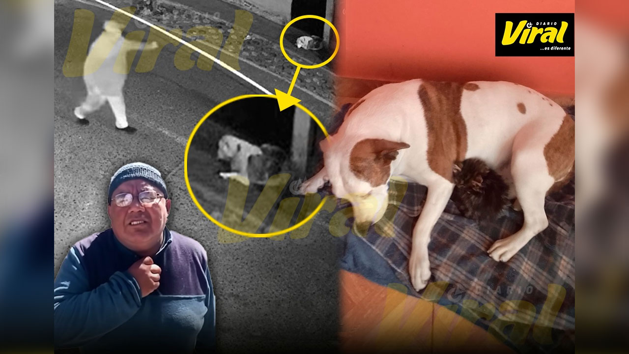 Arequipa: sujeto mató a perrita tras arrojarle ácido y veneno