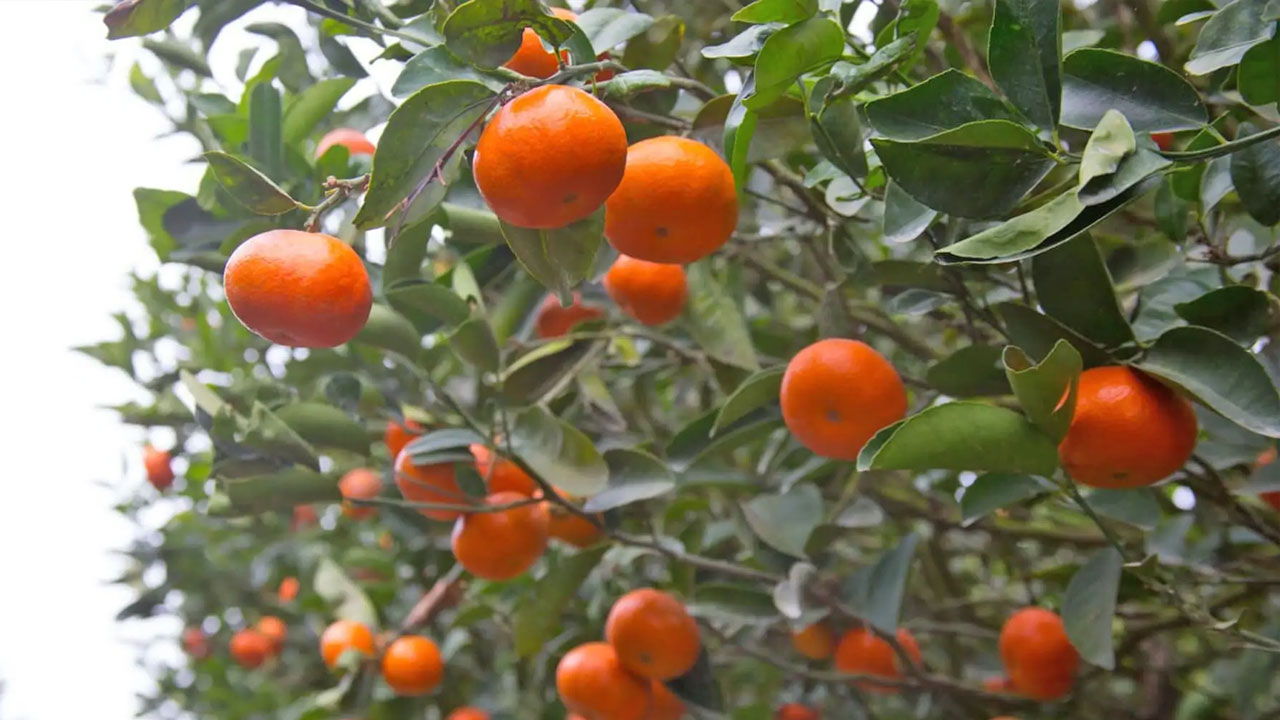 Exportaciones de cítricos peruanos crecerían 8% y alcanzarían los US$ 390 millones en 2026