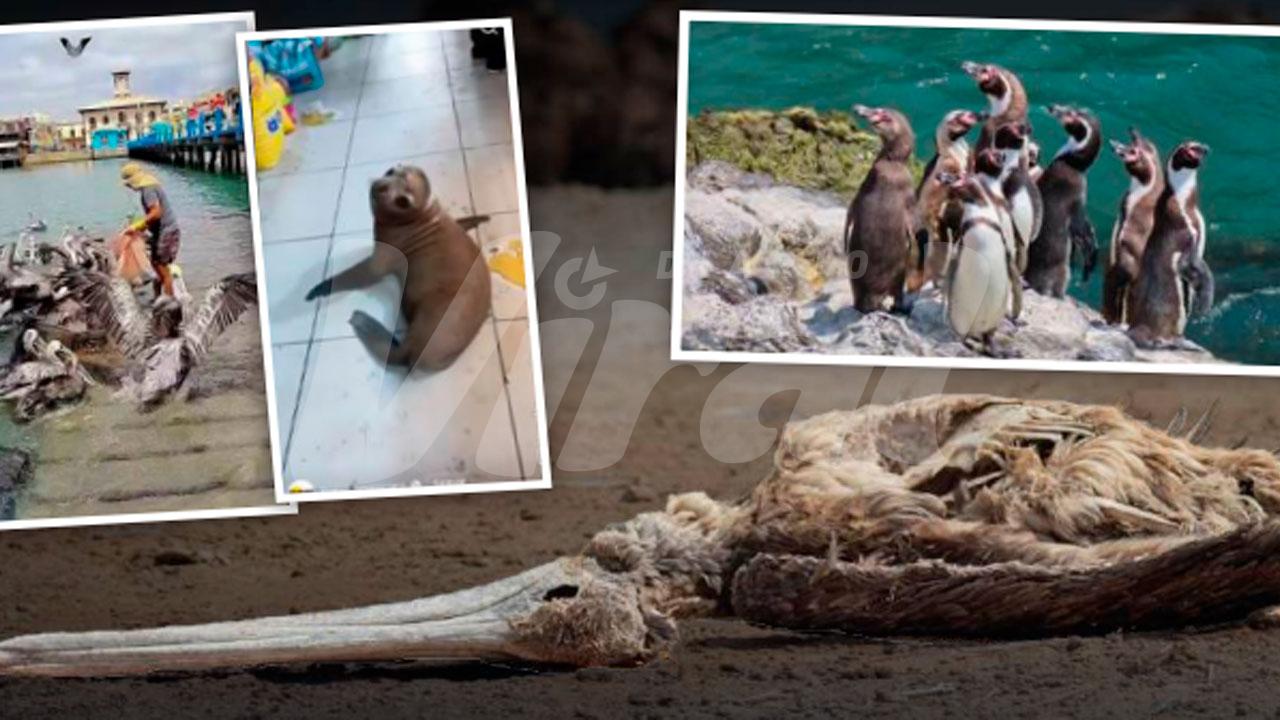 Muertes y extinción: el hambre de El Niño llegó al litoral